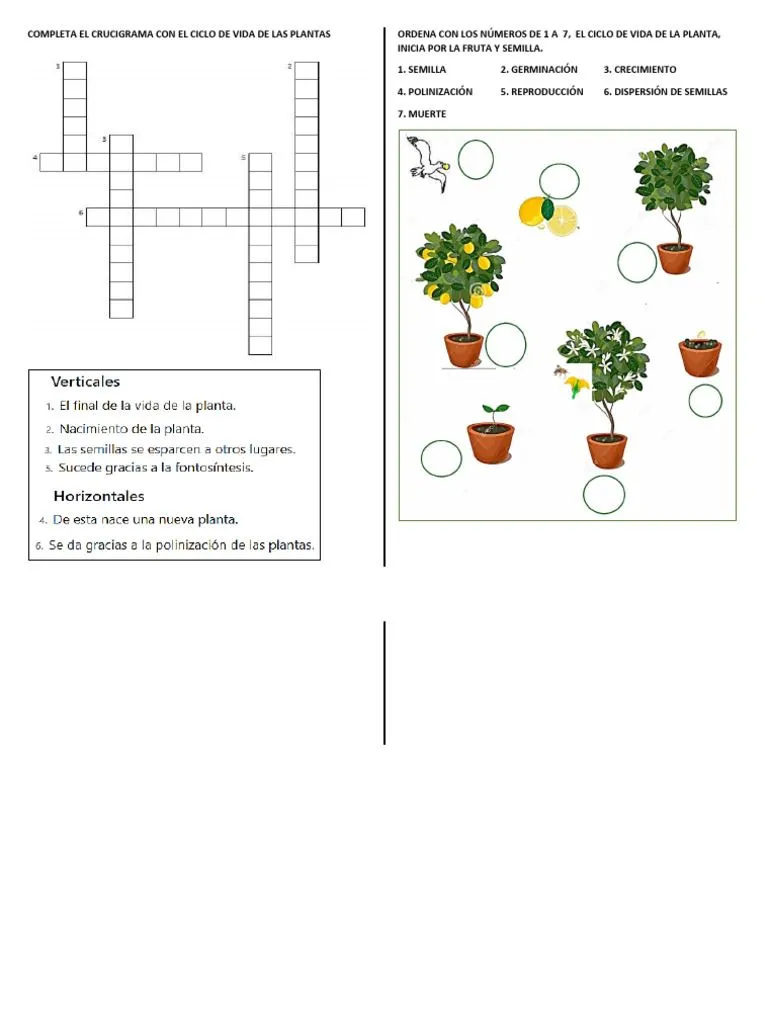 2° CICLO DE VIDA DE LAS PLANTAS | PDF
