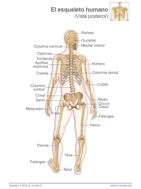 2º ESO - Educación Física: Sistema Óseo - El Esqueleto Humano