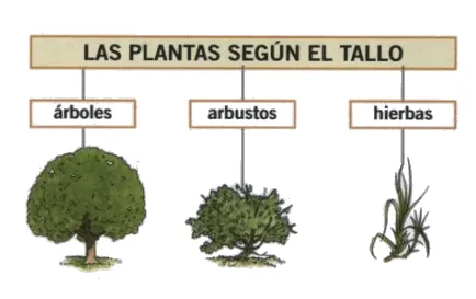 3º Manuel de Falla: Las plantas: Partes de una planta