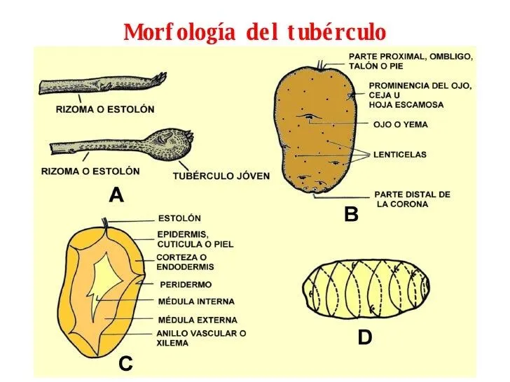 2-morfologia-papa-4-728.jpg?cb ...