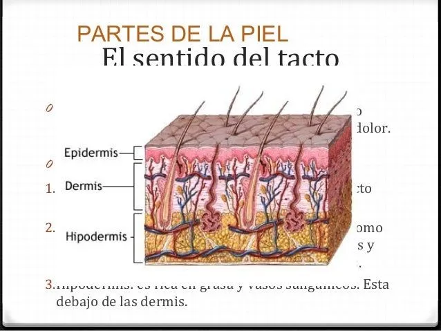 2-tacto-4-638.jpg?cb=1397922798