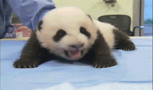 20 adorables animales que se esfuerzan para verse malos 20 adorables animales que se esfuerzan para verse malos