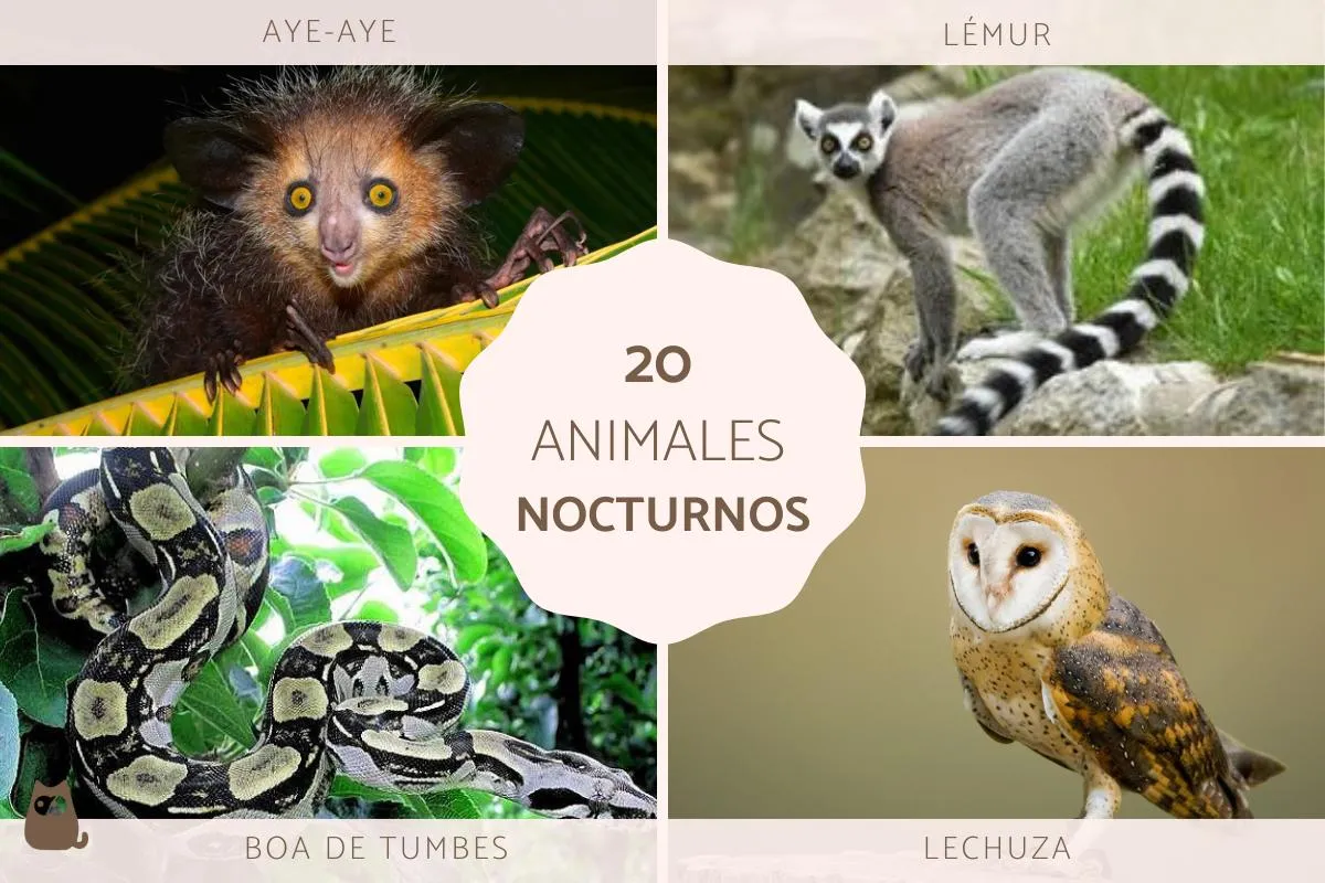 20 animales nocturnos - Ejemplos y características con FOTOS