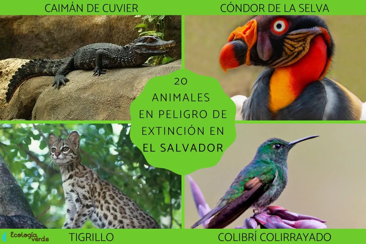 20 ANIMALES en PELIGRO de EXTINCIÓN en EL SALVADOR - ¡Lista de nombres y más!