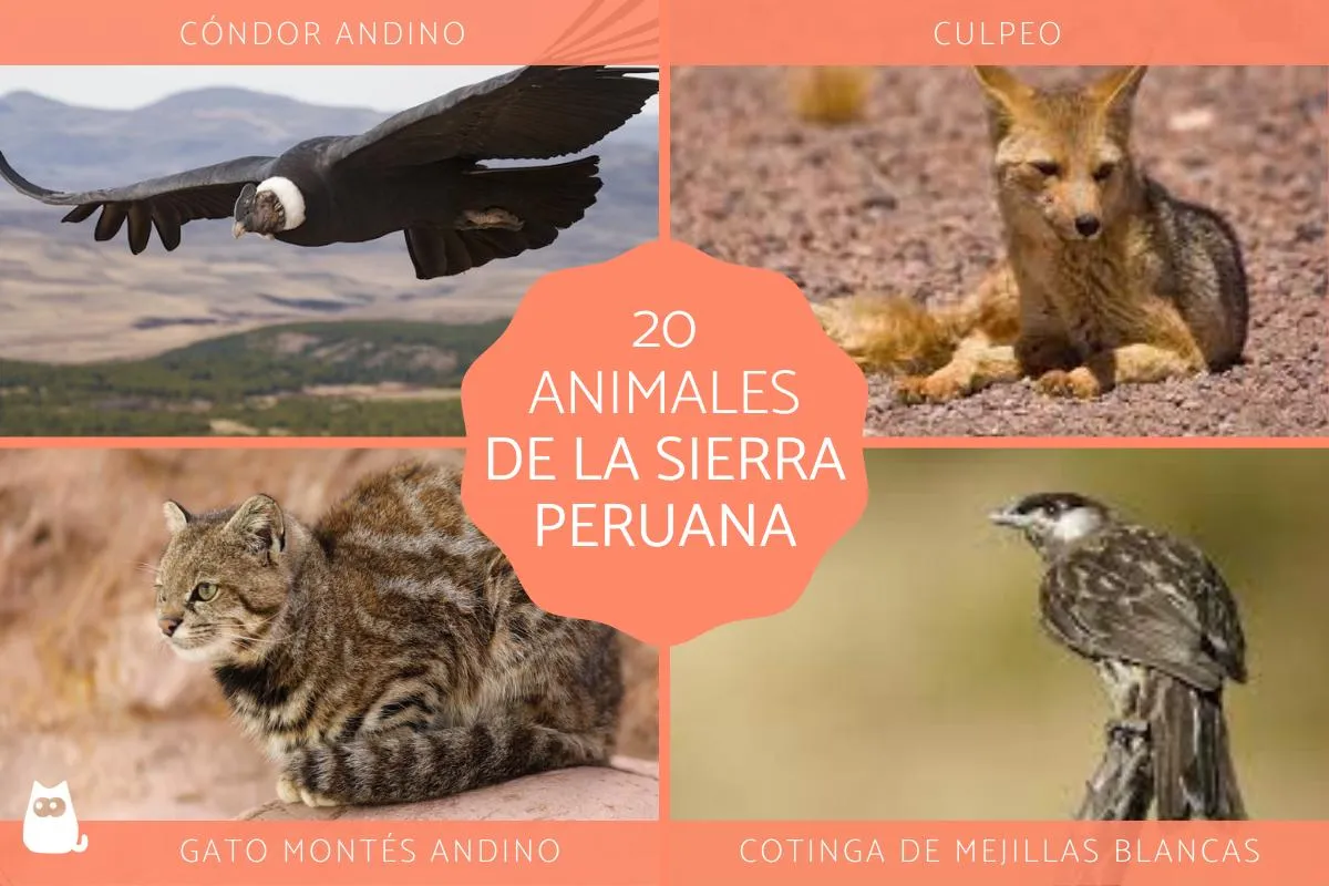 20 animales de la sierra peruana - ¡Descubre sus nombres y fotos! 20 animales de la sierra peruana - ¡Descubre sus nombres y fotos!