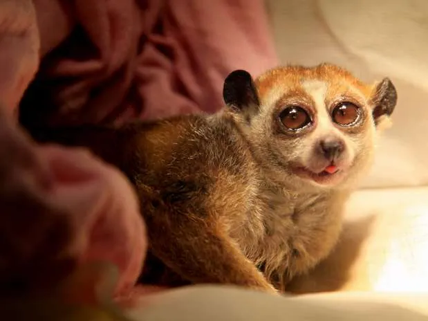 Los 20 animales más tiernos y adorables del mundo, en fotos ... Los 20 animales más tiernos y adorables del mundo, en fotos ...