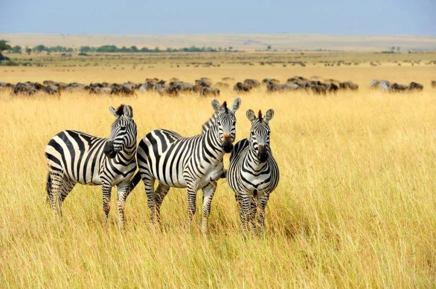 20 Ejemplos de Animales Herbívoros