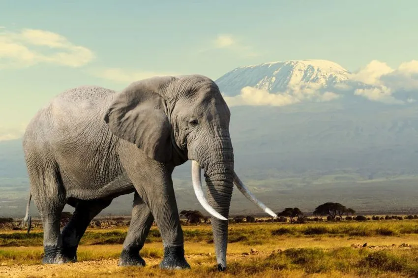 20 Ejemplos de Animales Herbívoros