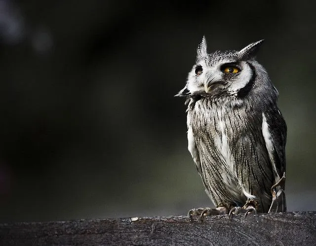 20 excelentes fotos de Búhos y Lechuzas