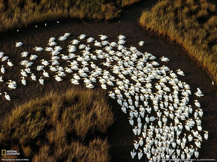 20 fotografías de migraciones de animales que te quitarán el aliento 20 fotografías de migraciones de animales que te quitarán el aliento