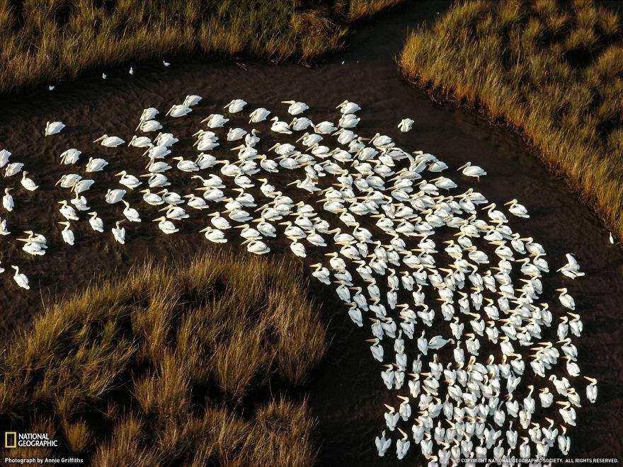 20 fotografías de migraciones de animales que te quitarán el aliento