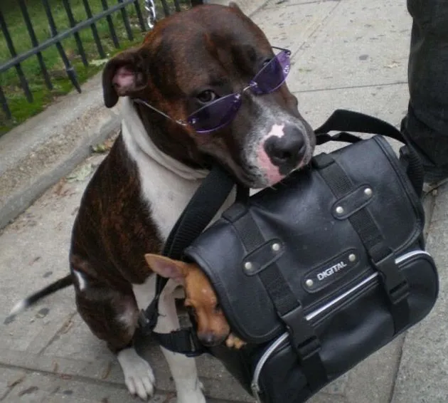 20 Fotos graciosas y tiernas de perros – BLOGERIN 20 Fotos graciosas y tiernas de perros – BLOGERIN