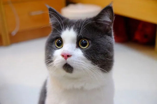 Los 20 Gatos Más Famosos De Internet | Bored Panda Los 20 Gatos Más Famosos De Internet | Bored Panda