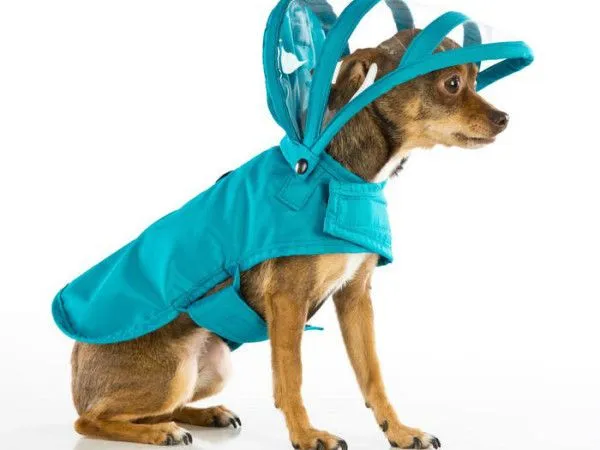 20 Gorros Divertidos para perros y gatos | Gorras y sombreros