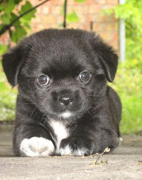 20 Hermosos Perritos - Cachorros | FOTOBLOG X