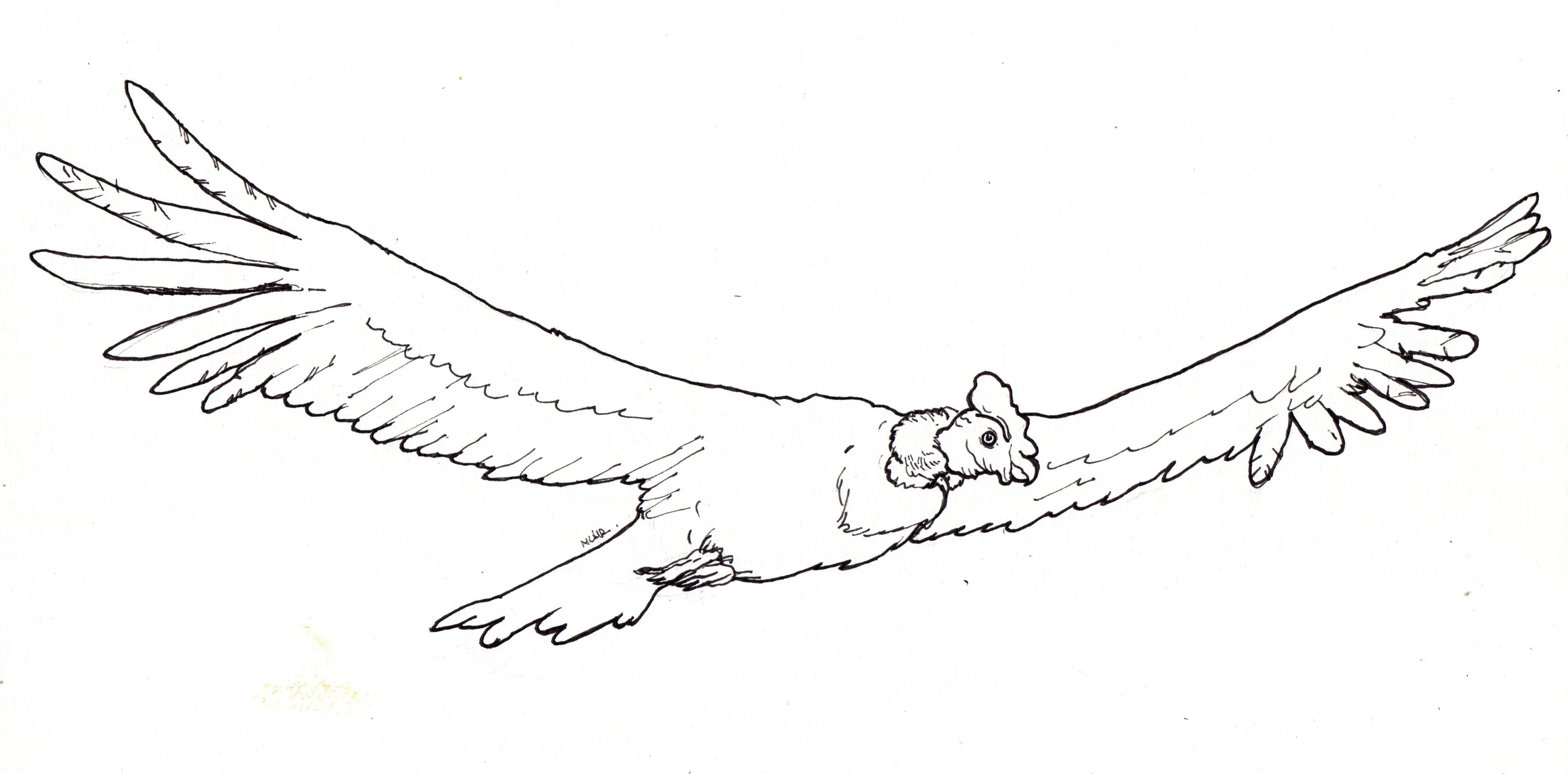 Colorear condor colombia - Imagui