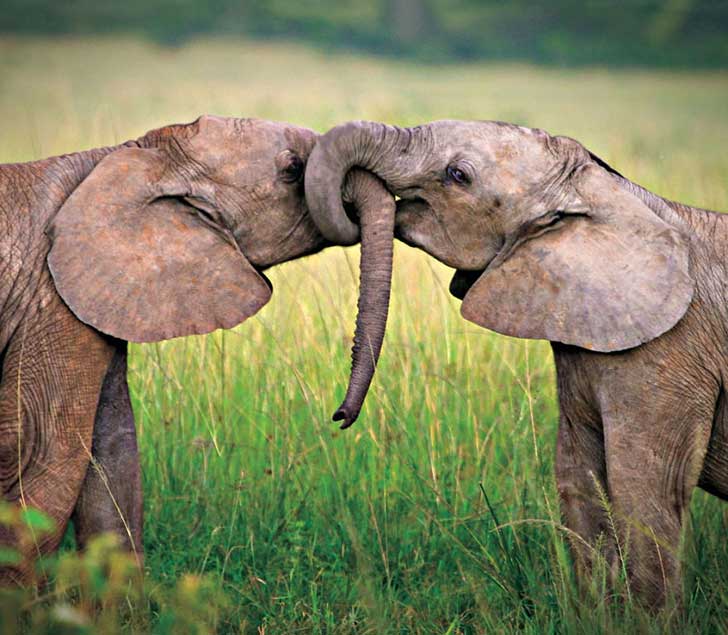 20 parejas de animales que nos demuestran que el verdadero amor ...