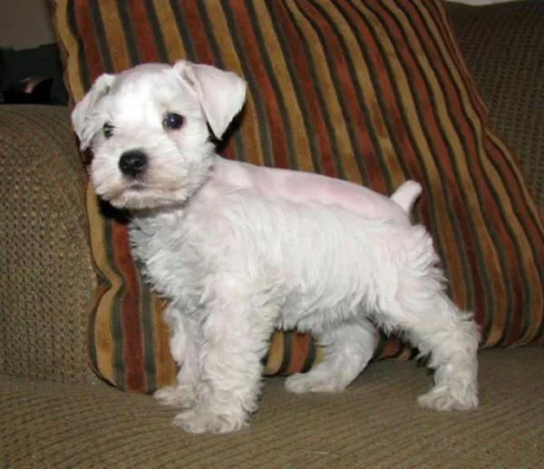 20 perros que son más grandes que sus dueños. - Fornewssites!