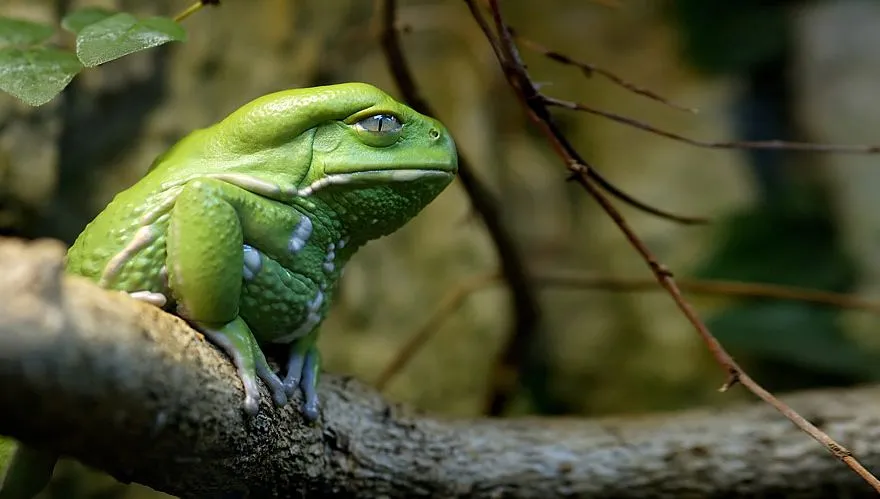 20 Ranas y sapos de los más curiosos del mundo | Bored Panda