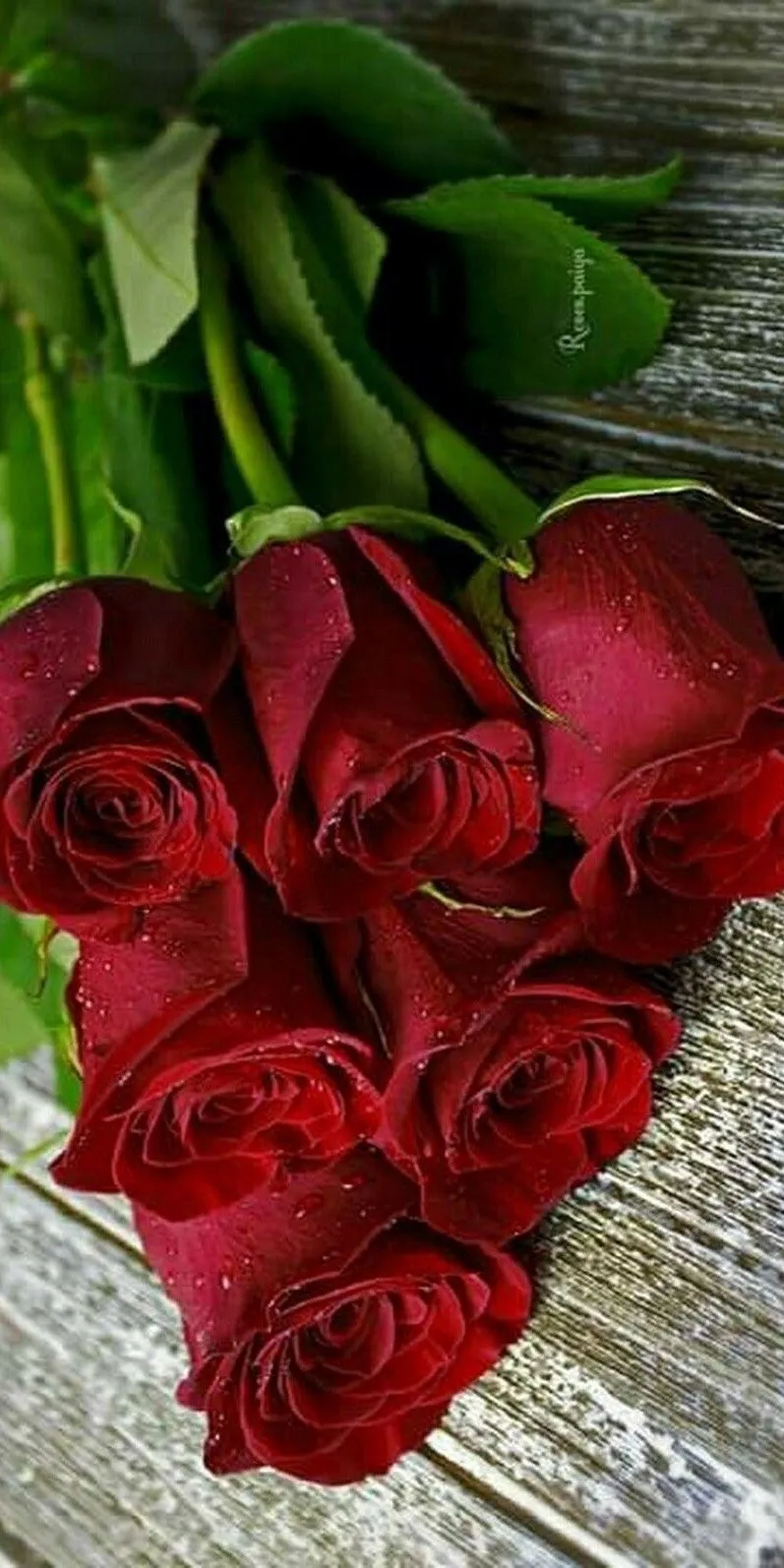 200 ideas de Rosas rojas | rosas rojas, rosas, flores 200 ideas de Rosas rojas | rosas rojas, rosas, flores