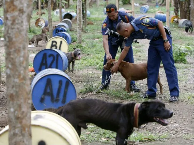 200 pitbulls rescatados de la barbarie de las peleas | En busca de ...