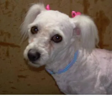 2007 15 08 patadeperromx adopcion de perros encantadora french poodle 2007 15 08 patadeperromx adopcion de perros encantadora french poodle
