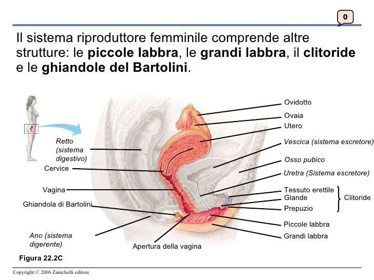 5 C 2009 Riproduttore Cap22