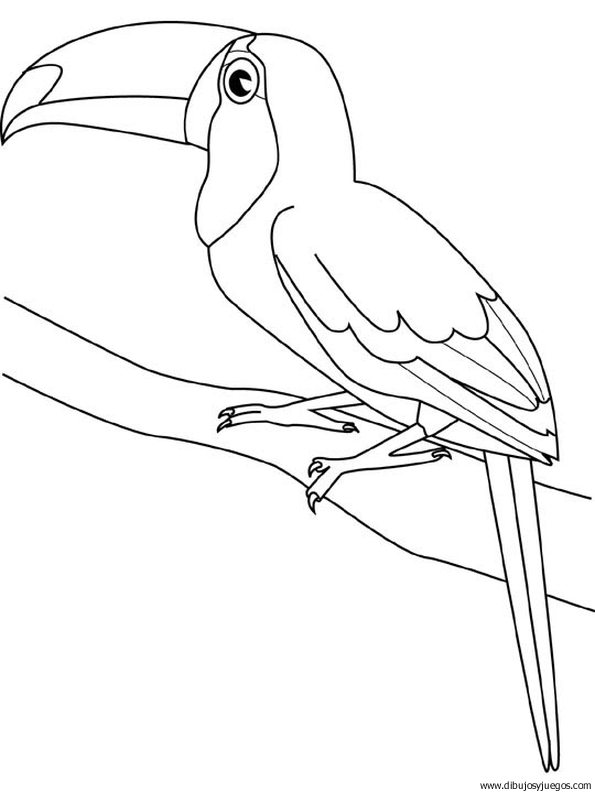 dibujo-de-tucan-006 | Dibujos y juegos, para pintar y colorear