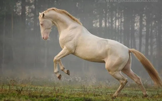 Estos 21 caballos son tan hermosos que me enamoré ♥ | Viralistas.com