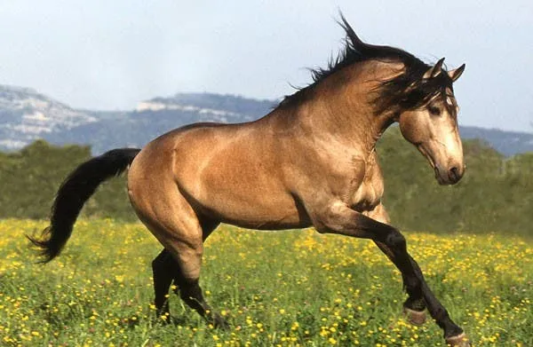 Estos 21 caballos son tan hermosos que me enamoré ♥ | Viralistas.com