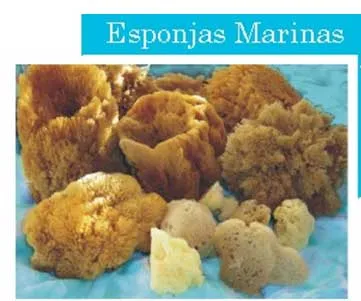 21 Esponja Marina