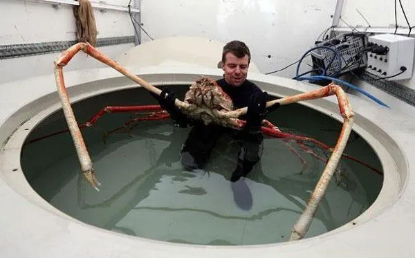 21 extraños animales que probablemente nunca has visto antes ... 21 extraños animales que probablemente nunca has visto antes ...