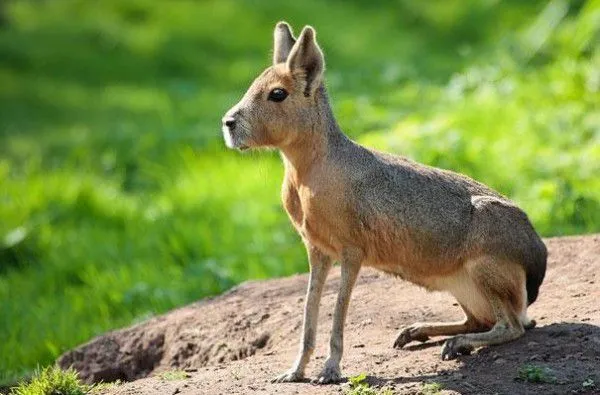 21 extraños animales que probablemente nunca has visto antes ...