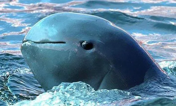 21 extraños animales que probablemente nunca has visto antes ... 21 extraños animales que probablemente nunca has visto antes ...