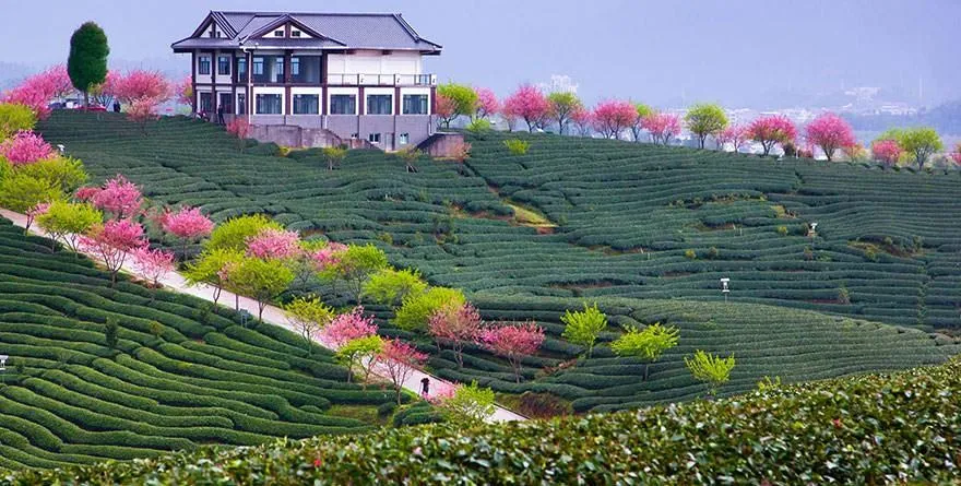 21 Fotos Magicas Del Cerezo Japones Anunciando La Primavera (Esta ...