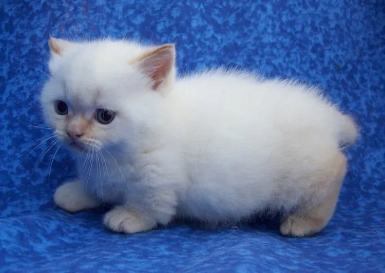 21 razones por las que toda chica debe tener un Munchkin 21 razones por las que toda chica debe tener un Munchkin
