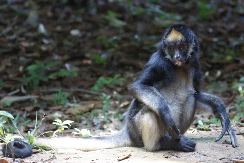 22 ANIMALES en PELIGRO de EXTINCIÓN en VENEZUELA - Fotos y nombres 22 ANIMALES en PELIGRO de EXTINCIÓN en VENEZUELA - Fotos y nombres