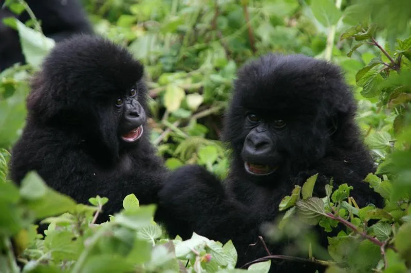 22 Bebés Gorilas Bautizados!! « Blog de Kananga, viajes y ...