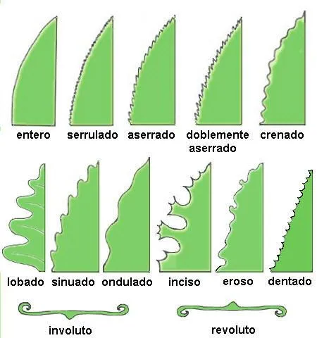 2.2. Partes de la hoja, lámina