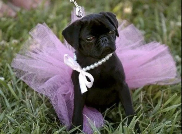 22 Pugs Who Dress to Impress - BarkPost
