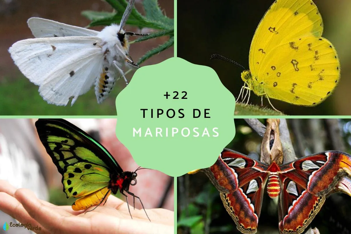 22 tipos de mariposas - ¡Clasificación, nombres y fotos! 22 tipos de mariposas - ¡Clasificación, nombres y fotos!