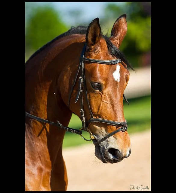 Foto de cara de caballo - Imagui