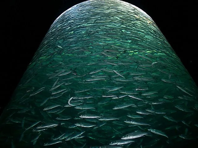 23 Banco de peces | Flickr - Photo Sharing! 23 Banco de peces | Flickr - Photo Sharing!