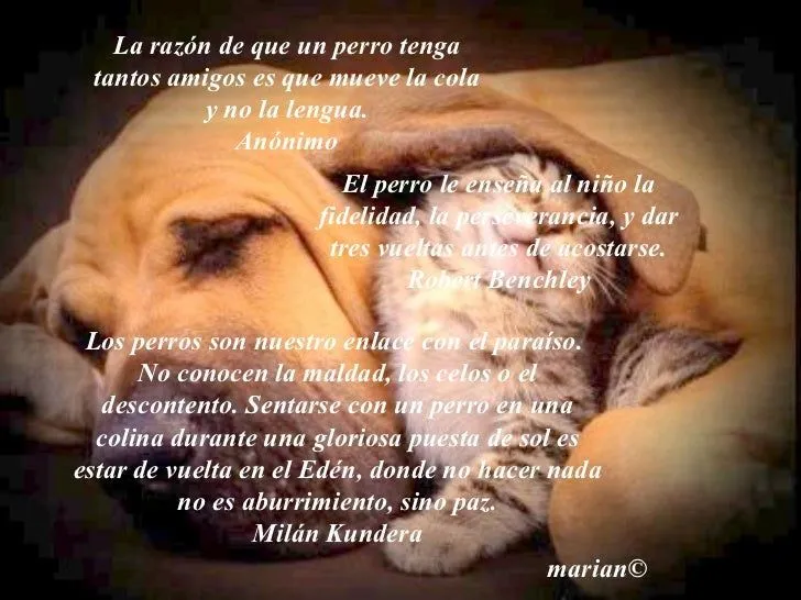 236-frases-sobre-perros-3-728. ...
