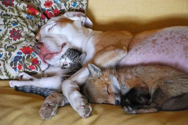 24 tiernas relaciones difíciles de creer entre animales de ... 24 tiernas relaciones difíciles de creer entre animales de ...
