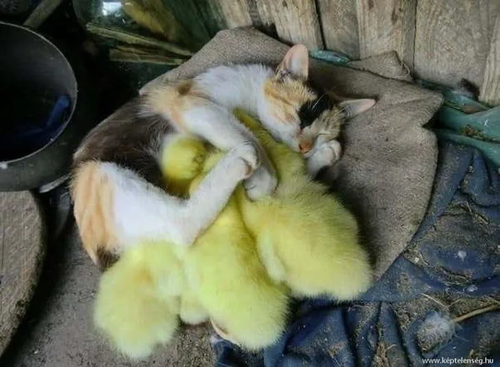 24 tiernas relaciones difíciles de creer entre animales de ...