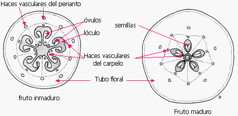 24.6. Anatomía del Fruto