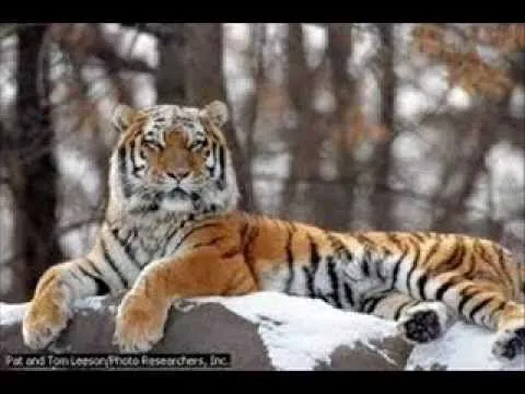 los 25 animales mas bonitos del mundo - YouTube los 25 animales mas bonitos del mundo - YouTube