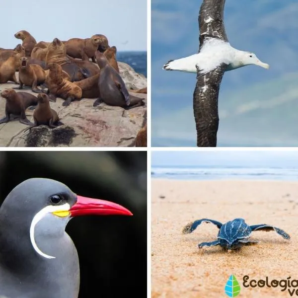 25 Animales de la Costa Peruana - Nombres y Fotos 25 Animales de la Costa Peruana - Nombres y Fotos
