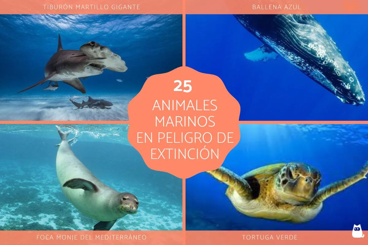 25 animales marinos en peligro de extinción - Nombres y FOTOS 25 animales marinos en peligro de extinción - Nombres y FOTOS
